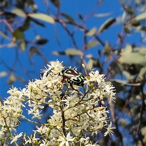 Eupoecila australasiae at Bungendore, NSW - suppressed