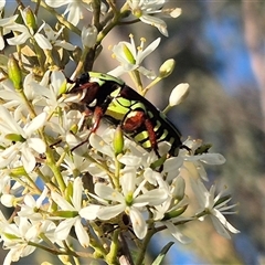 Eupoecila australasiae at Bungendore, NSW - suppressed