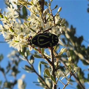 Eupoecila australasiae at Bungendore, NSW - suppressed