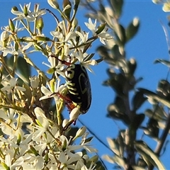 Eupoecila australasiae at Bungendore, NSW - suppressed