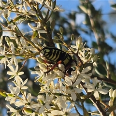 Eupoecila australasiae at Bungendore, NSW - suppressed