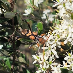 Aridaeus thoracicus (Tiger Longicorn Beetle) at Bungendore, NSW - 27 Jan 2025 by clarehoneydove