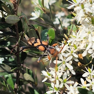 Aridaeus thoracicus (Tiger Longicorn Beetle) at Bungendore, NSW by clarehoneydove