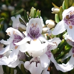 Prostanthera phylicifolia (Spiked Mint-bush) at Tinderry, NSW - 19 Nov 2024 by RobG1