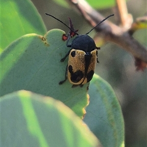 Cadmus (Cadmus) litigiosus (Leaf beetle) at Bungendore, NSW by clarehoneydove