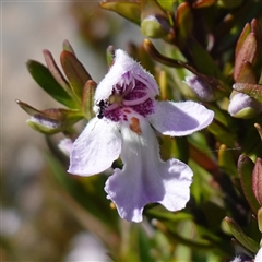 Prostanthera phylicifolia (Spiked Mint-bush) at Tinderry, NSW - 19 Nov 2024 by RobG1