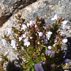 Prostanthera phylicifolia at Tinderry, NSW - 20 Nov 2024 10:01 AM