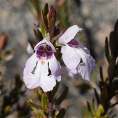 Prostanthera phylicifolia at Tinderry, NSW - 20 Nov 2024 10:01 AM