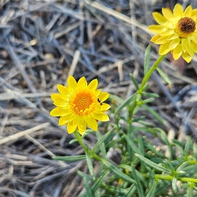 Xerochrysum viscosum (Sticky Everlasting) at Belconnen, ACT - 27 Jan 2025 by sangio7