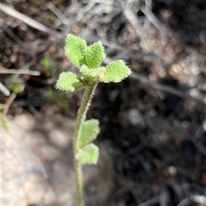 Dampiera fusca (Kydra Dampiera) at Tinderry, NSW by NedJohnston