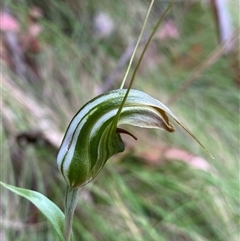 Diplodium aestivum (Long-tongued Summer Greenhood) at Brindabella, NSW - 22 Jan 2025 by NedJohnston