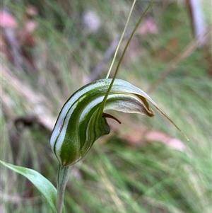 Diplodium aestivum (Long-tongued Summer Greenhood) at Brindabella, NSW by NedJohnston