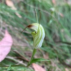 Diplodium atrans (Dark-tip greenhood) at Brindabella, NSW - 22 Jan 2025 by NedJohnston