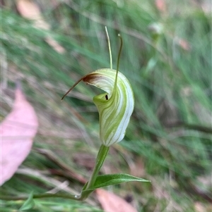 Diplodium atrans (Dark-tip greenhood) at Brindabella, NSW by NedJohnston