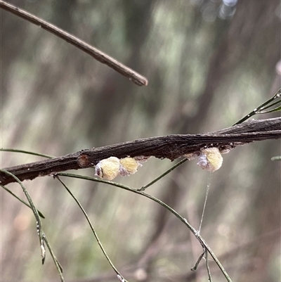 Coccoidea (superfamily) (Mealy bug or scale insect) at Uriarra, NSW - 23 Jan 2025 by NedJohnston