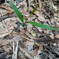 Cordyline stricta at Lower Pappinbarra, NSW - 27 Jan 2025 by dave@kerrie