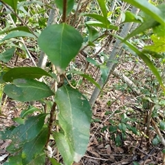 Unidentified Plant at Lower Pappinbarra, NSW - 27 Jan 2025 by dave@kerrie