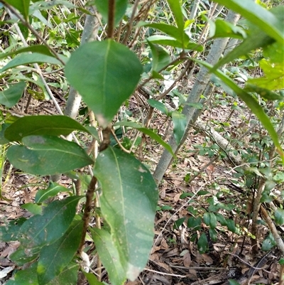 Unidentified Plant at Lower Pappinbarra, NSW - 26 Jan 2025 by dave@kerrie