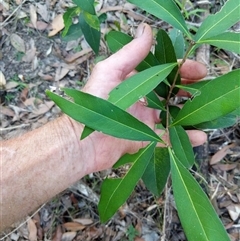 Notelaea longifolia at Lower Pappinbarra, NSW - 27 Jan 2025 by dave@kerrie