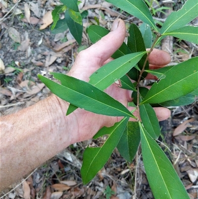 Notelaea longifolia at Lower Pappinbarra, NSW - 27 Jan 2025 by dave@kerrie