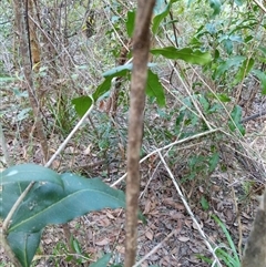 Notelaea longifolia at Lower Pappinbarra, NSW - 26 Jan 2025 by dave@kerrie