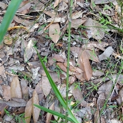 Unidentified Plant at Lower Pappinbarra, NSW - 27 Jan 2025 by dave@kerrie