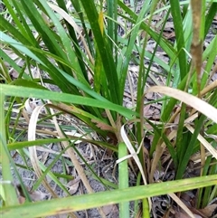 Unidentified Plant at Lower Pappinbarra, NSW - 27 Jan 2025 by dave@kerrie