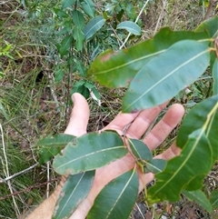 Unidentified Plant at Lower Pappinbarra, NSW - 27 Jan 2025 by dave@kerrie