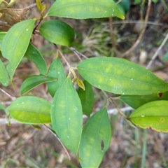 Rhodamnia rubescens (Scrub Turpentine, Brown Malletwood) at Lower Pappinbarra, NSW - 27 Jan 2025 by dave@kerrie