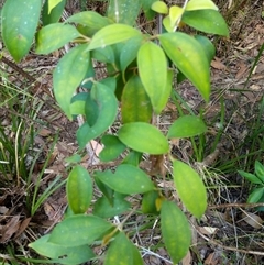 Rhodamnia rubescens at Lower Pappinbarra, NSW - suppressed