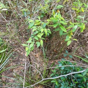 Rhodamnia rubescens at Lower Pappinbarra, NSW - suppressed