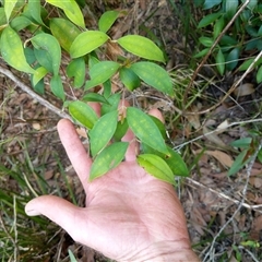 Rhodamnia rubescens at Lower Pappinbarra, NSW - suppressed