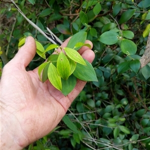 Trochocarpa laurina at Lower Pappinbarra, NSW by dave@kerrie