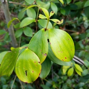 Trochocarpa laurina at Lower Pappinbarra, NSW - 27 Jan 2025 08:56 AM