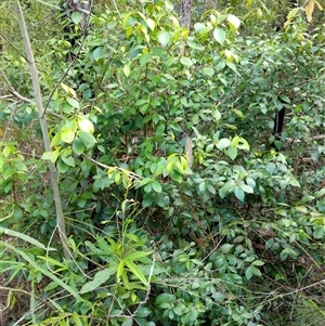 Trochocarpa laurina at Lower Pappinbarra, NSW - 27 Jan 2025 08:56 AM