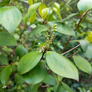 Trochocarpa laurina at Lower Pappinbarra, NSW - 27 Jan 2025 08:56 AM