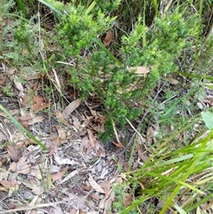 Unidentified Plant at Lower Pappinbarra, NSW - 27 Jan 2025 by dave@kerrie