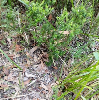 Unidentified Plant at Lower Pappinbarra, NSW - 26 Jan 2025 by dave@kerrie