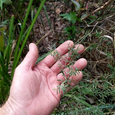 Unidentified Plant at Lower Pappinbarra, NSW - 27 Jan 2025 by dave@kerrie