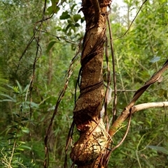 Unidentified Plant at Lower Pappinbarra, NSW - 27 Jan 2025 by dave@kerrie