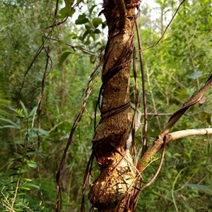 Unidentified Plant at Lower Pappinbarra, NSW by dave@kerrie