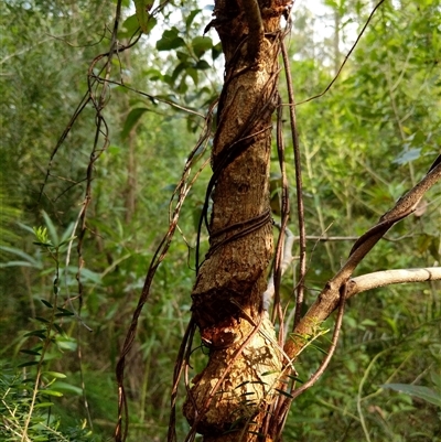 Unidentified Plant at Lower Pappinbarra, NSW - 27 Jan 2025 by dave@kerrie