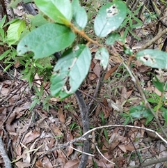 Ficus sp. at Lower Pappinbarra, NSW - 26 Jan 2025 by dave@kerrie