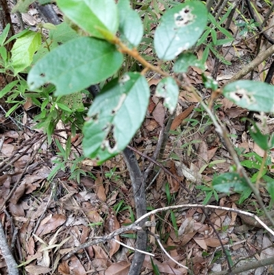 Ficus sp. at Lower Pappinbarra, NSW - 26 Jan 2025 by dave@kerrie