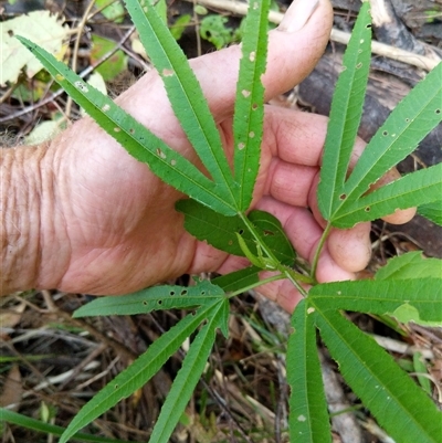 Hibiscus heterophyllus at Lower Pappinbarra, NSW - 26 Jan 2025 by dave@kerrie