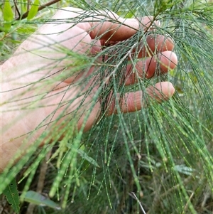 Unidentified Plant at Lower Pappinbarra, NSW by dave@kerrie