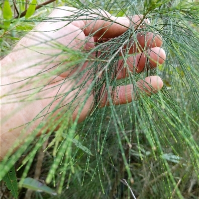 Unidentified Plant at Lower Pappinbarra, NSW - 26 Jan 2025 by dave@kerrie