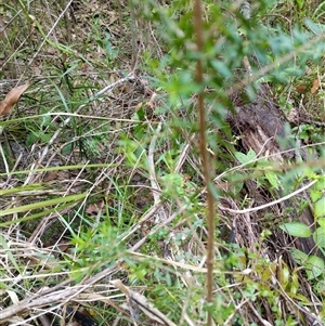 Unidentified Plant at Lower Pappinbarra, NSW by dave@kerrie