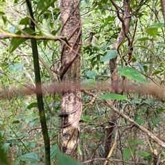 Unidentified Plant at Lower Pappinbarra, NSW - 27 Jan 2025 by dave@kerrie