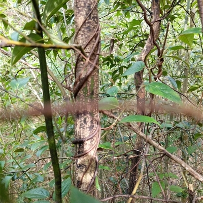 Unidentified Plant at Lower Pappinbarra, NSW - 26 Jan 2025 by dave@kerrie